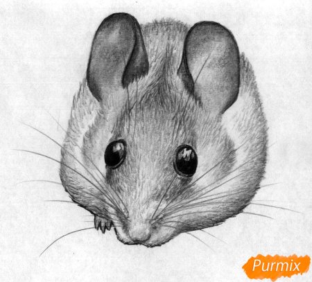 Мышка рисунок карандашом