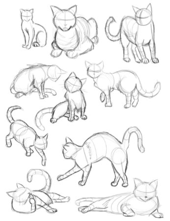 Анатомия кошек коты Воители