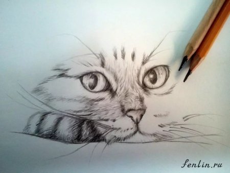 Рисунки простым карандашом кошки