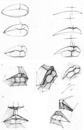 Анатомия носа Баммеса