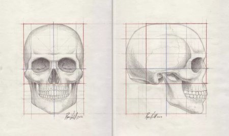 Пропорции черепа сбоку