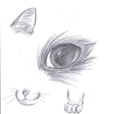 Нарисовать кошку карандашом