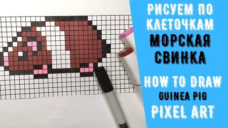 Рисунки по клеточкам морская Свинка