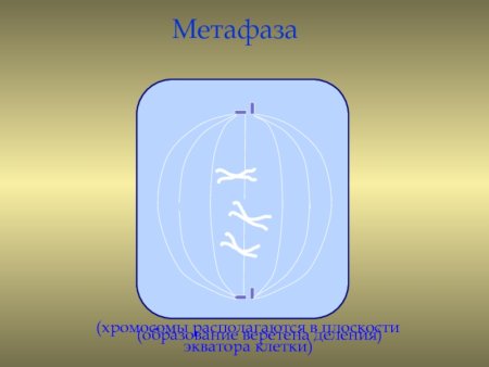 Рост искусственной клетки Траубе лабораторная