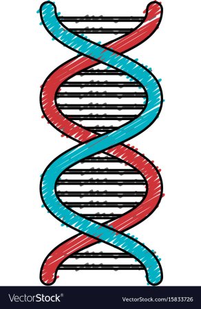 ДНК рисунок
