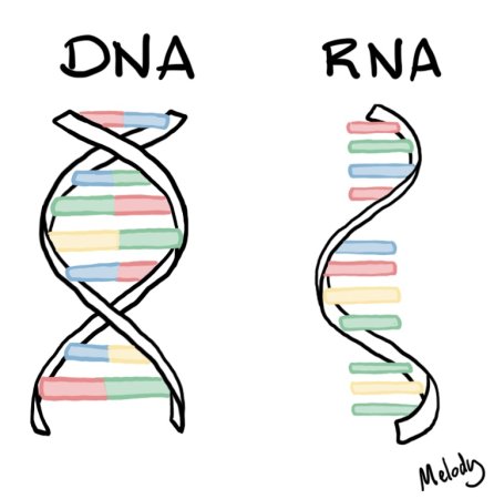 ДНК от РНК