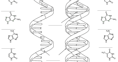 Спираль ДНК