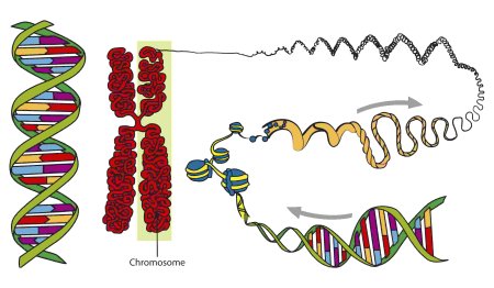 Строение молекулы ДНК