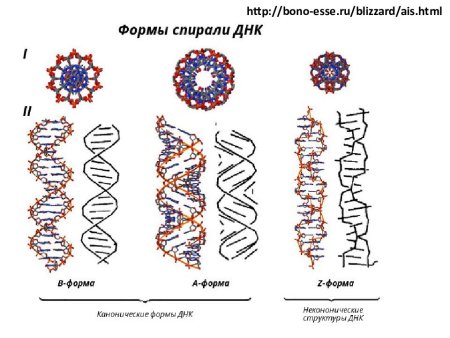 Альтернативные формы двойной спирали ДНК