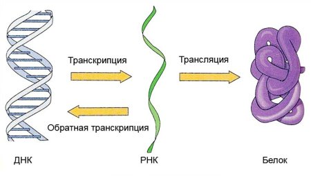 ДНК ИРНК белок