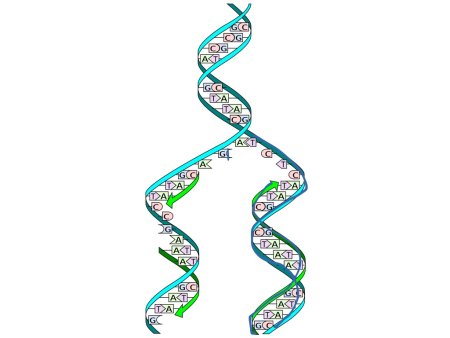 Репликация ДНК фон