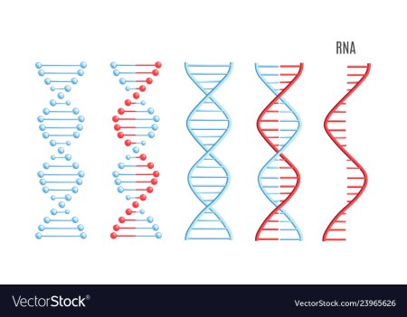 Спираль ДНК И РНК