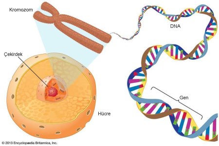 ДНК В ядре клетки
