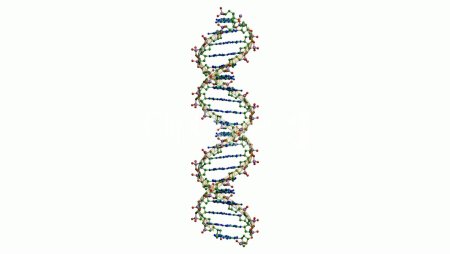 Молекула ДНК на белом фоне