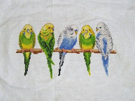 Волнистые попугайчики для вышивки