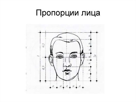 Пропорции лица