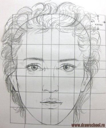 Рисование портрета по пропорциям