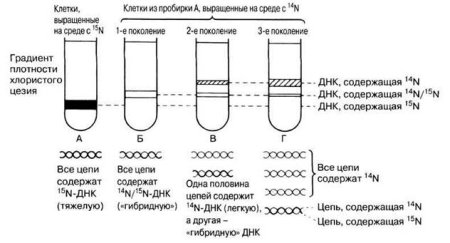 Осмос процесс