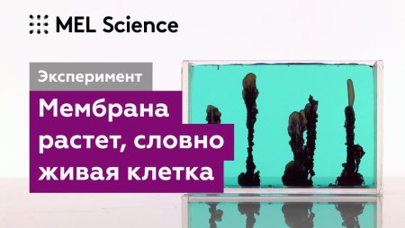 Рост искусственной клетки Траубе