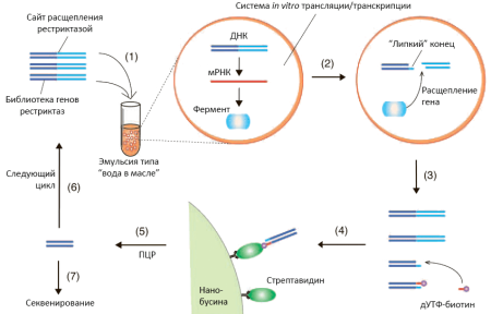 Клетка Траубе