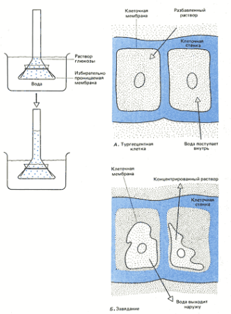 Искусственная клеточка Траубе