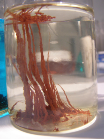 Гдз биология 6 Пасечник рабочая тетрадь