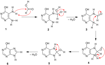 Эритроцит в гипотоническом и гипертоническом растворе