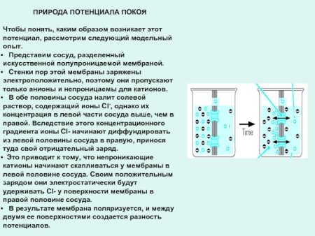 Синтез теофиллина по методу Траубе