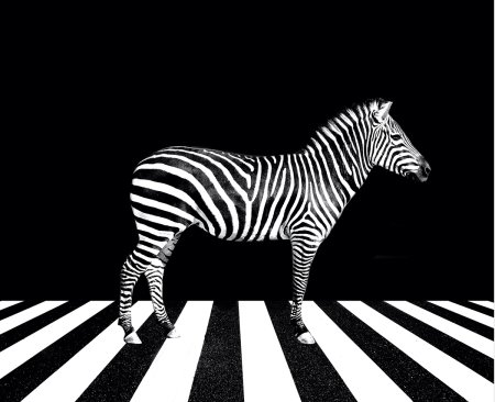 Зебра без полосок раскраска для детей