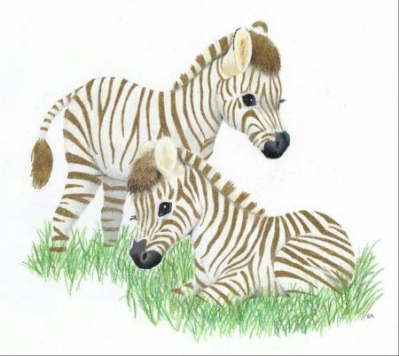 Вышивка крестиком Зебра