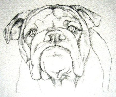 Рисунки карандашом на свободную тему