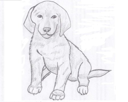 Собака рисунок карандашом