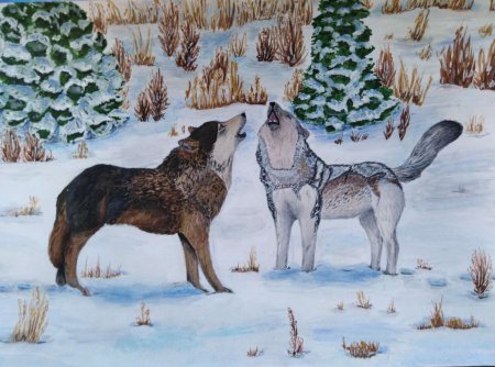 Сибирь иллюстрация