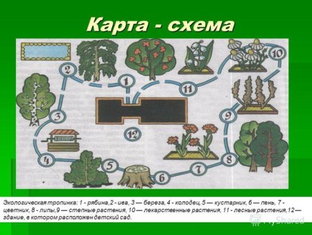 Картосхема экологической тропы в детском саду