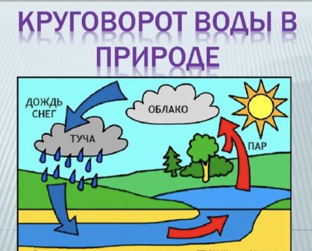 Круговорот еды в природе