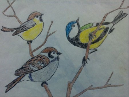 Зимующие птицы на кормушке