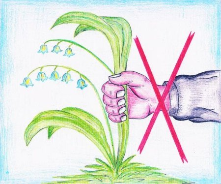 Плакат берегите растения