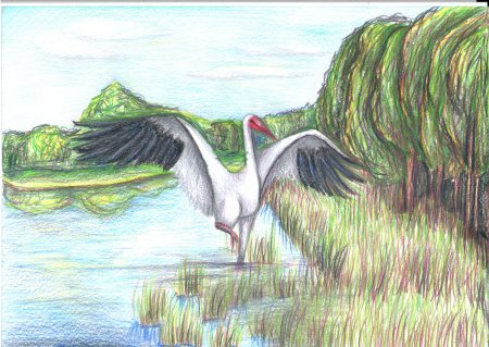 Аист карандашом