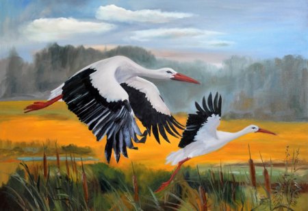 Журавль Стерх рисунок