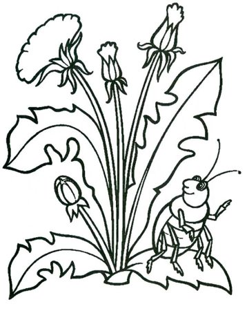 Цветы для рисования детям