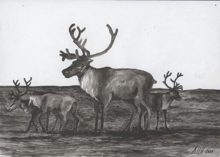 Рисунок на тему тундра 4 класс