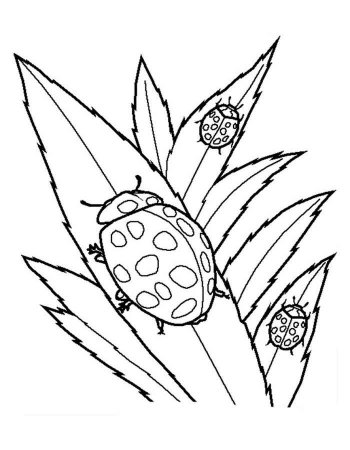 Насекомые раскраска для детей