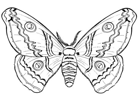 Насекомые. Раскраска