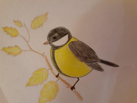 Рисование синица на ветке