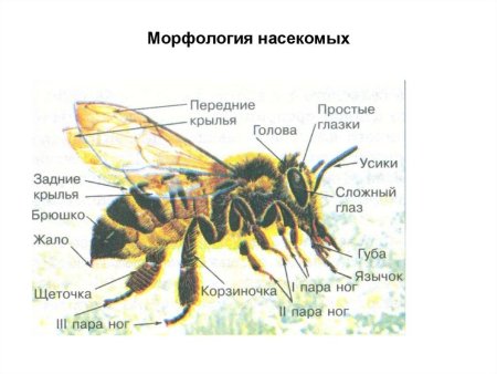 Строение насекомого энтомология