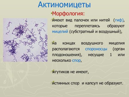 Актиномицеты микробиология морфология