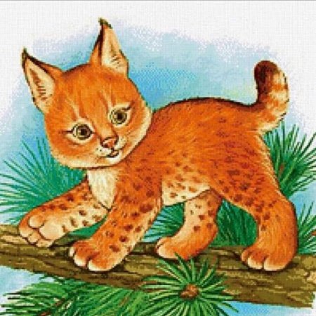 Рысь картинка раскраска