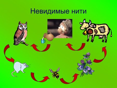 Невидимые нити живой и неживой природы