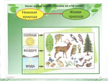 Схема взаимосвязи живой и неживой природы