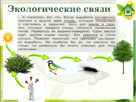 Примеры экологических связей
